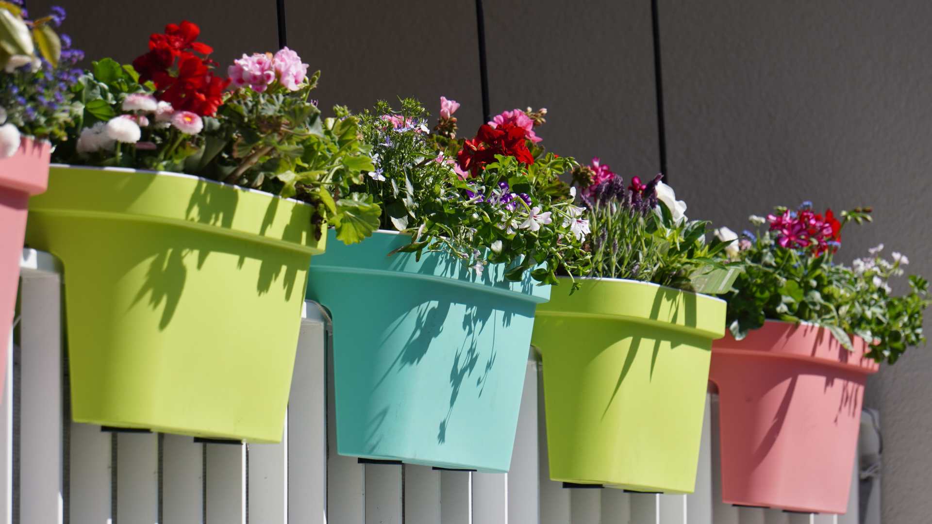 nejlepsi-hnojivo-na-pokojove-rostliny